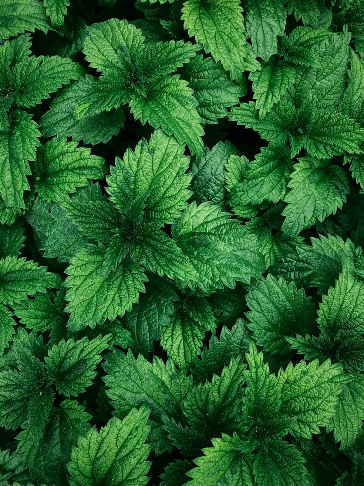 Green Power: Nettle or Spinach? For a Healthier You